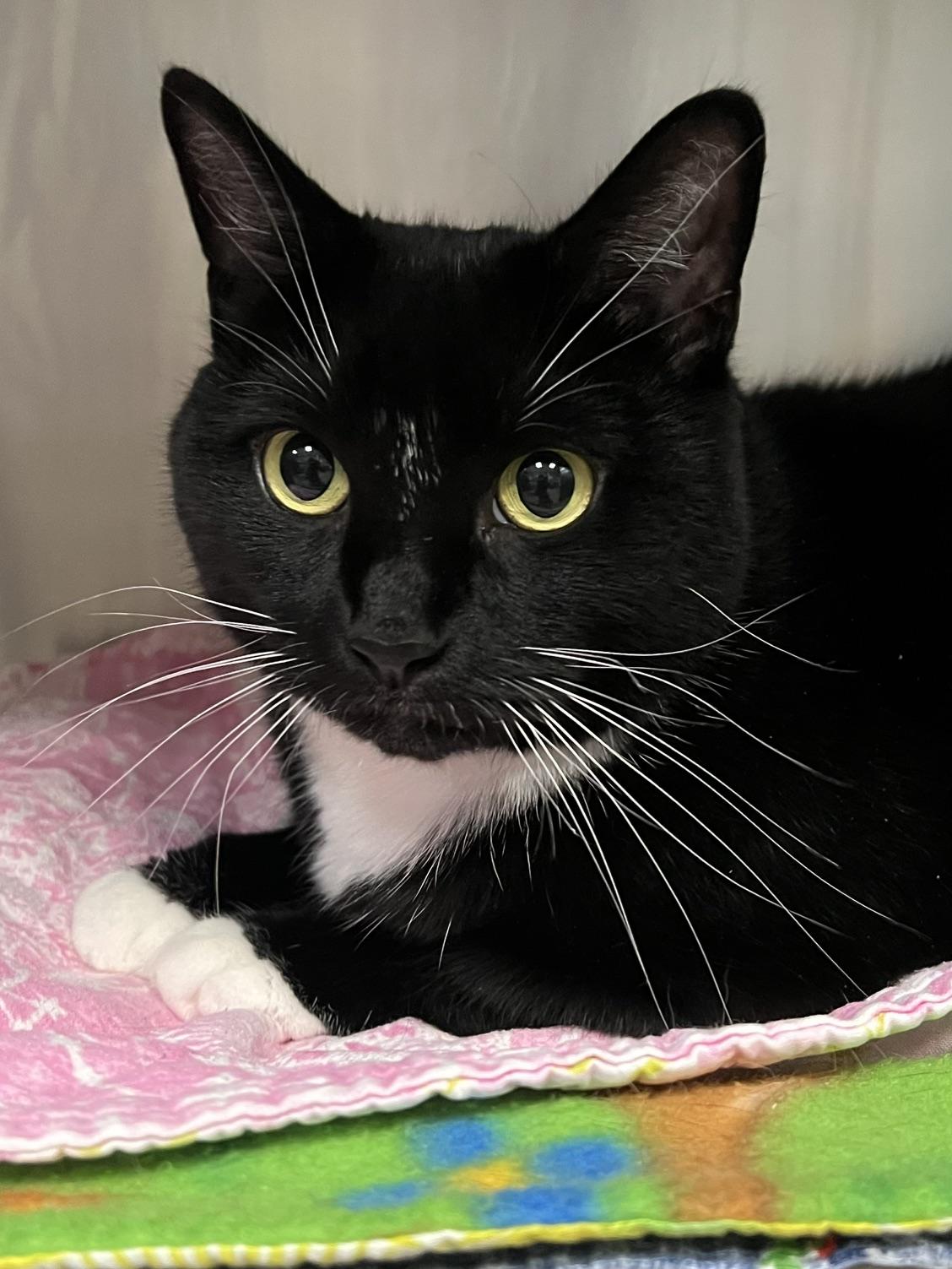 Enlarge Bella, a ADOPTABLE Domestic Short Hair in Johnston, RI image 5/6