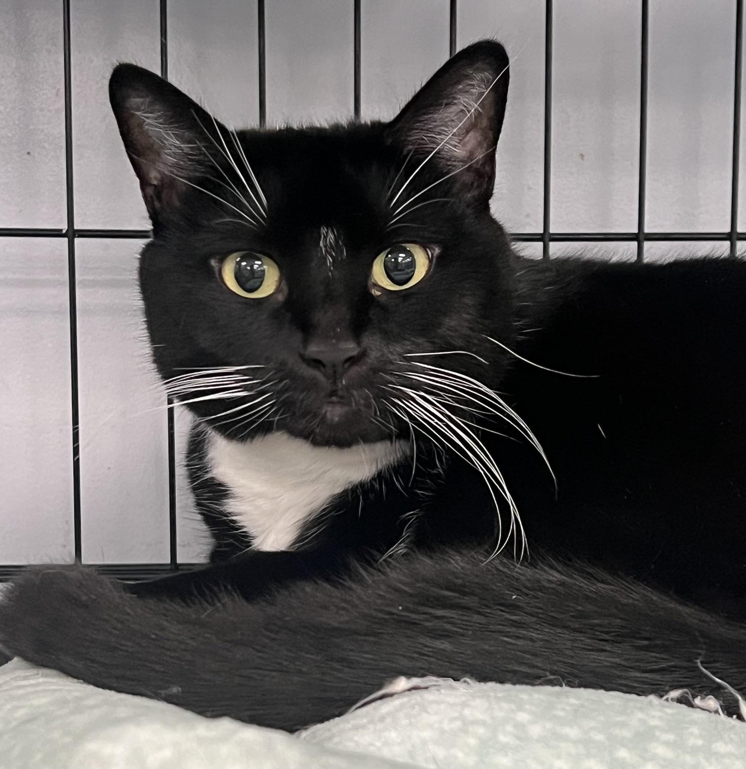 Enlarge Bella, a ADOPTABLE Domestic Short Hair in Johnston, RI image 6/6