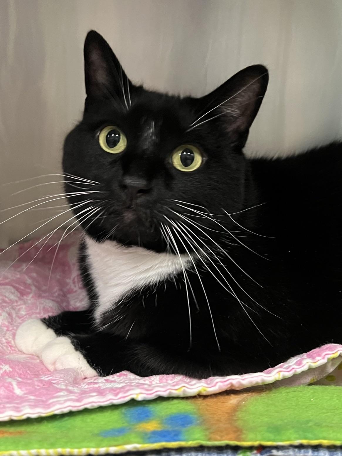 Enlarge Bella, a ADOPTABLE Domestic Short Hair in Johnston, RI image 3/6