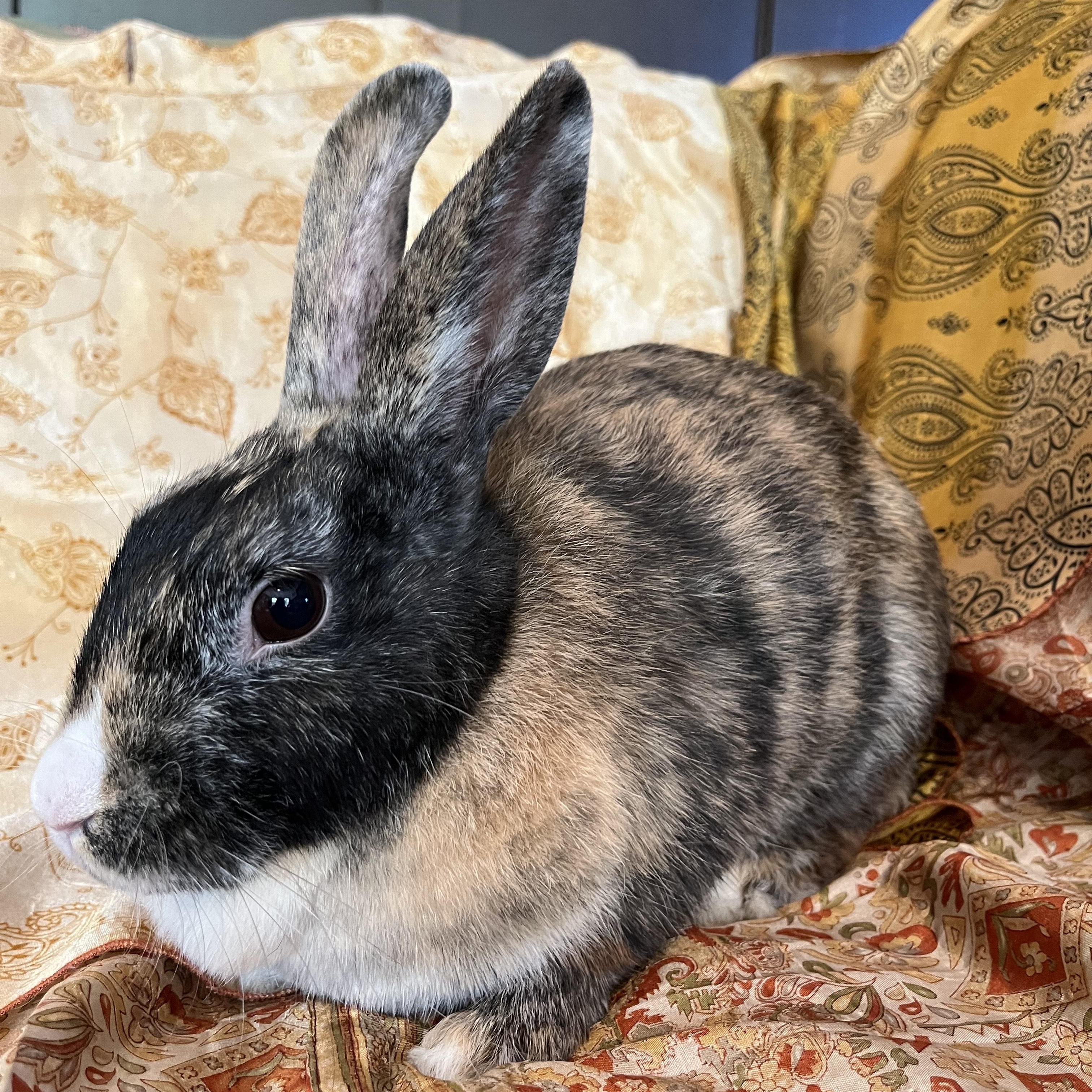 Enlarge Fiji, a Adoptable Harlequin in Livermore, CA image 2/6