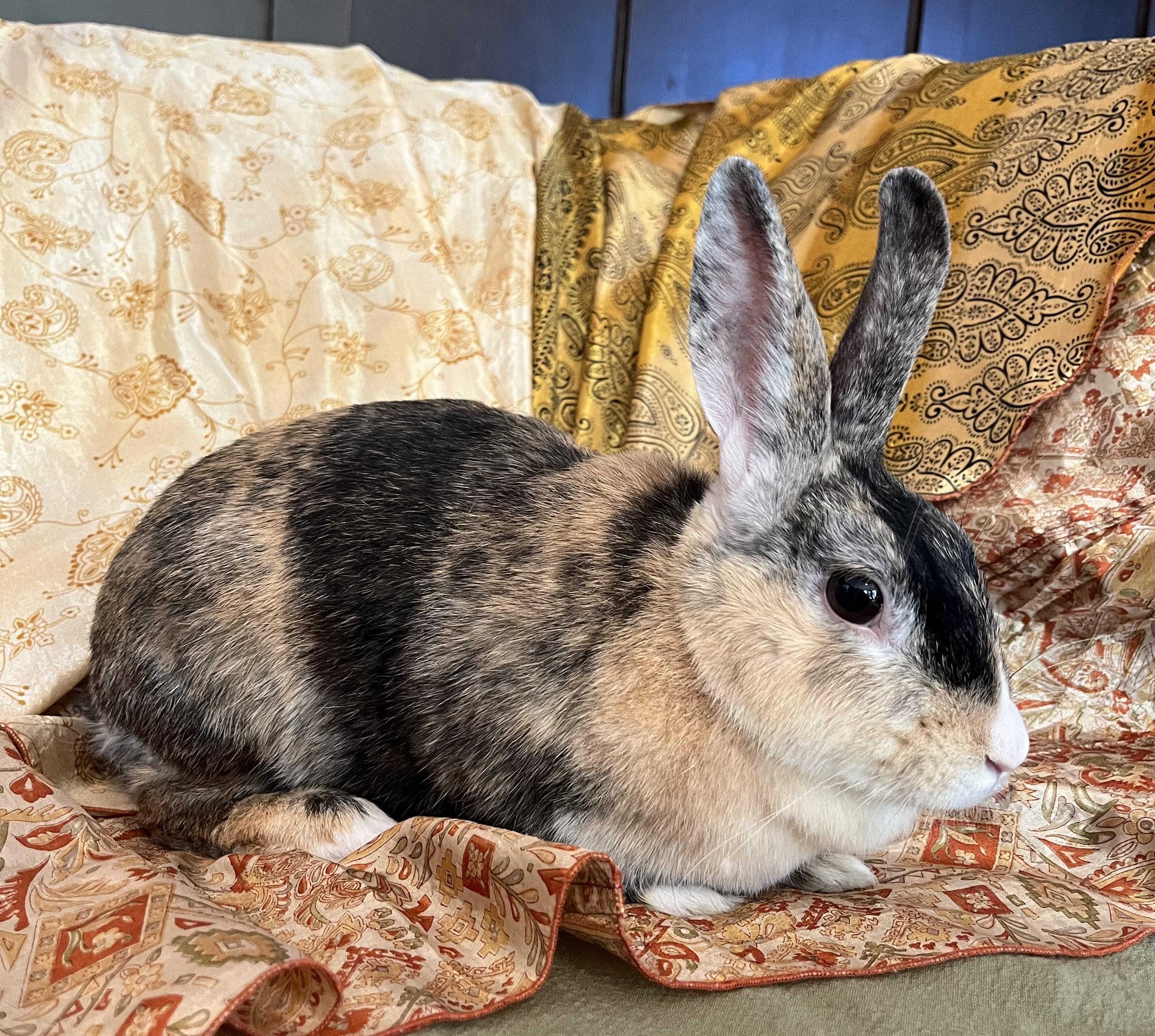 Enlarge Fiji, a Adoptable Harlequin in Livermore, CA image 3/6