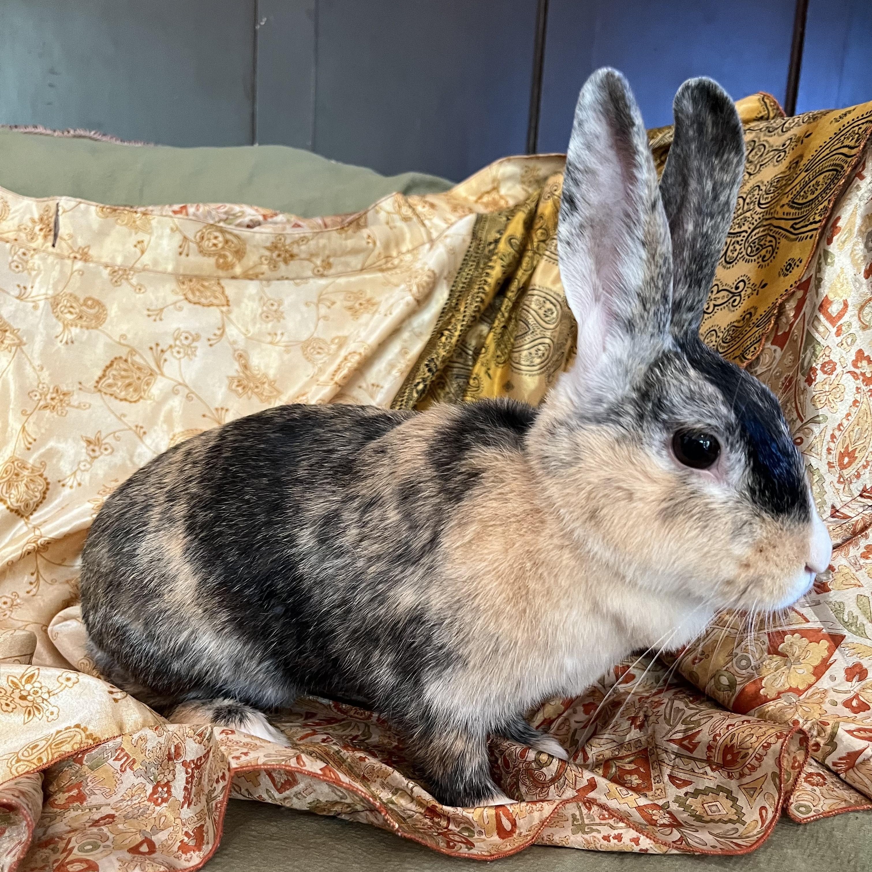 Enlarge Fiji, a Adoptable Harlequin in Livermore, CA image 4/6