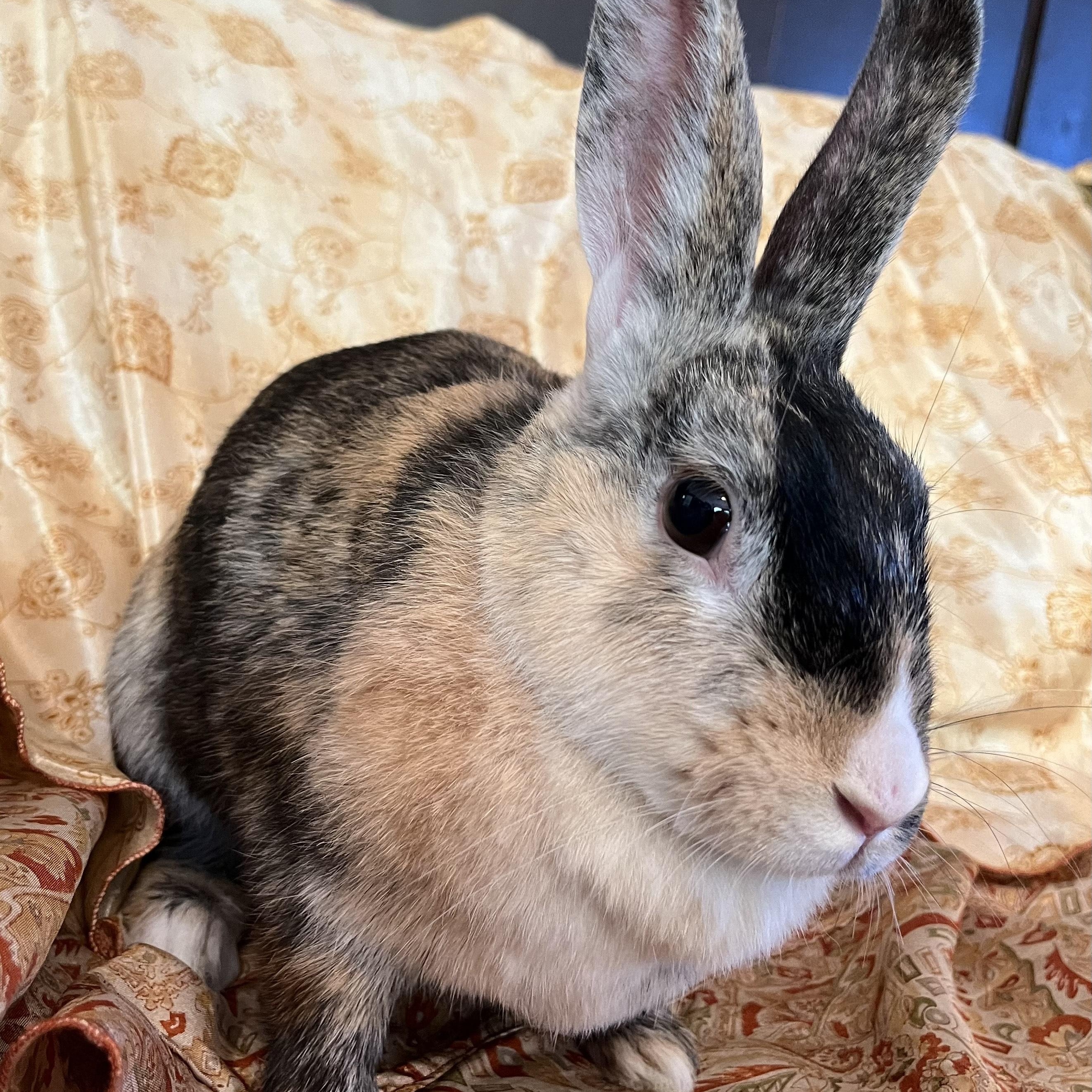 Enlarge Fiji, a Adoptable Harlequin in Livermore, CA image 5/6