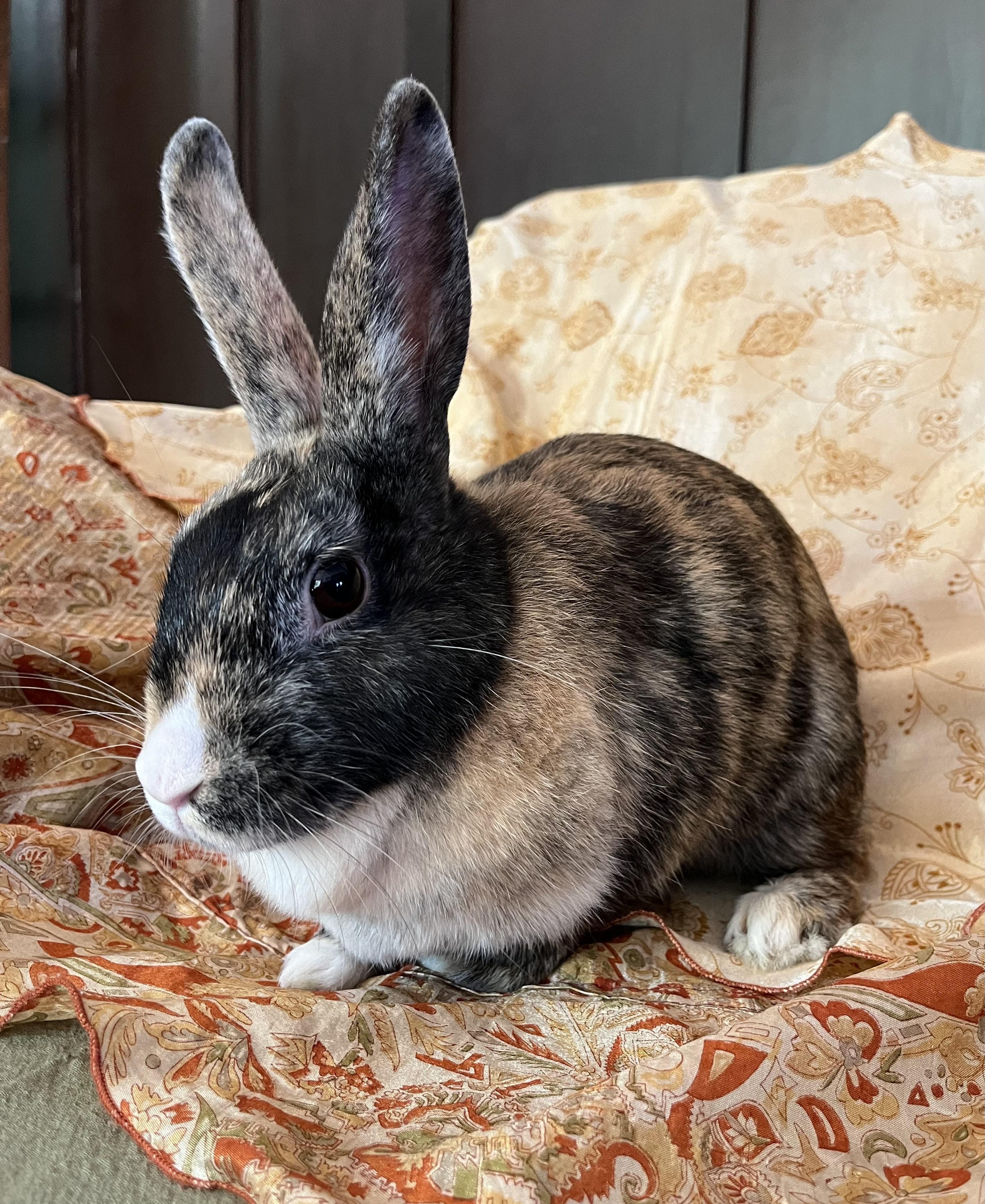 Enlarge Fiji, a Adoptable Harlequin in Livermore, CA image 6/6