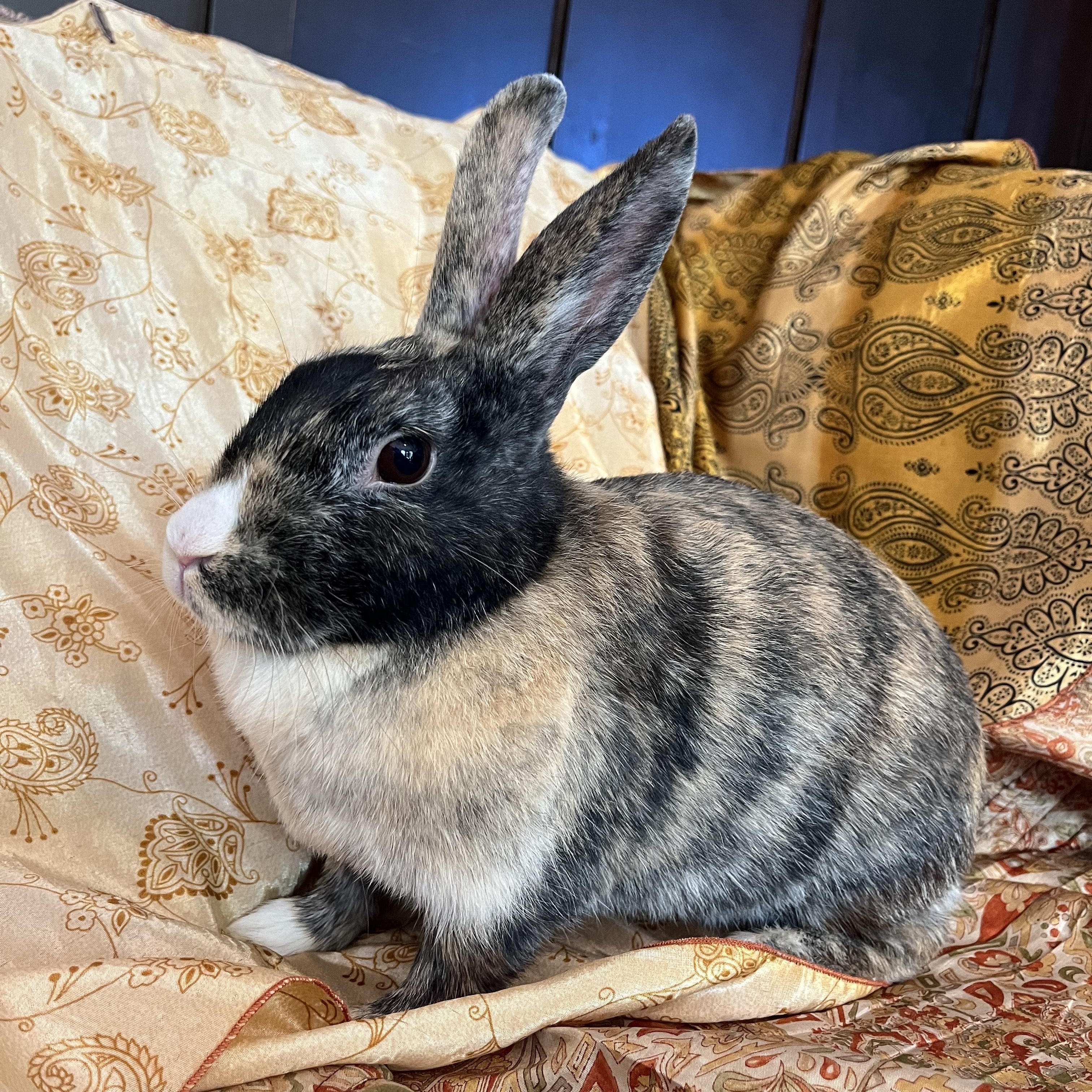 Enlarge Fiji, a Adoptable Harlequin in Livermore, CA image 1/6