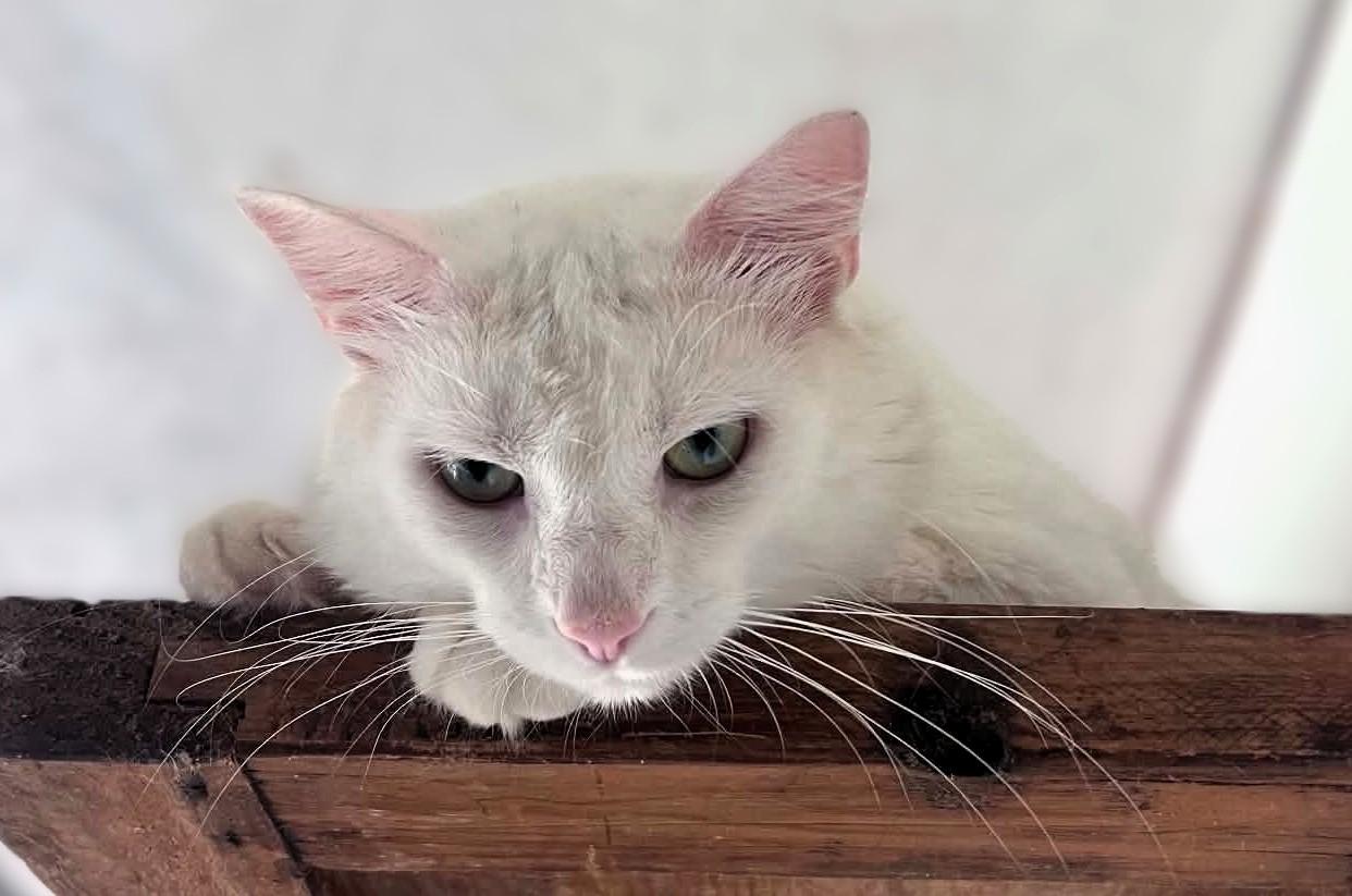 Jack, adopted, Young Male Domestic Short Hair.