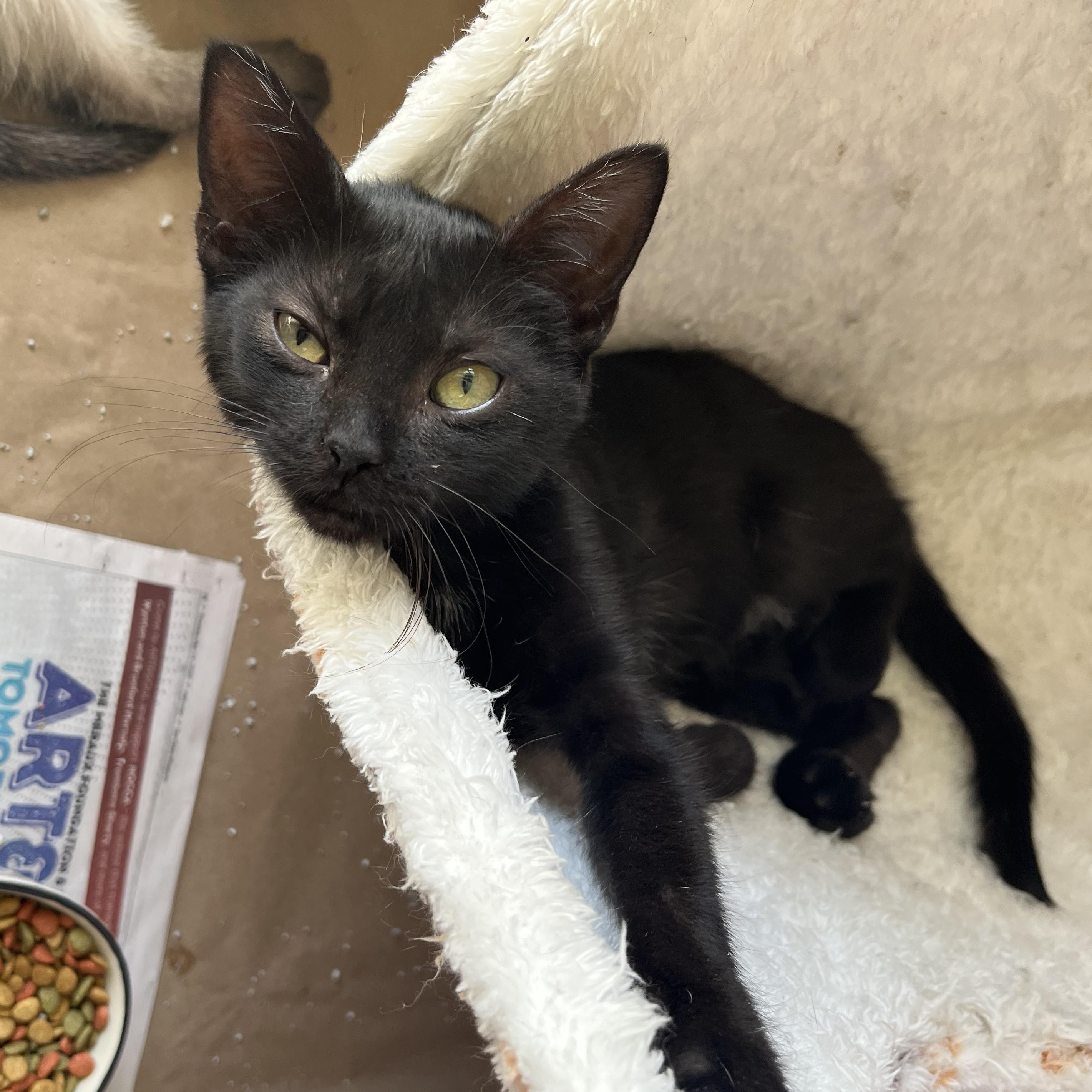 Fern, Adopted, Kitten Female Domestic Short Hair.