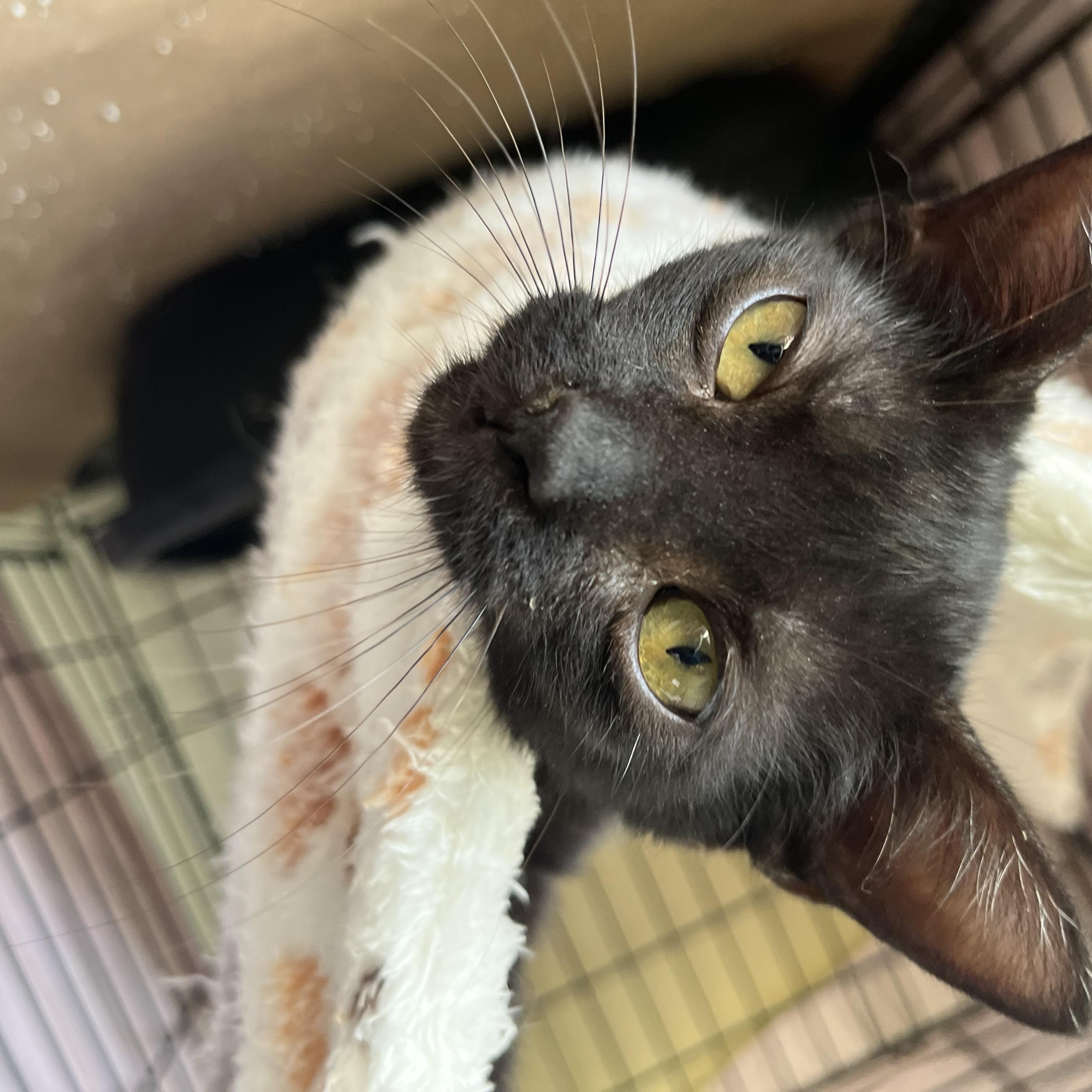 Enlarge Fern, a Adopted Domestic Short Hair in Hammond, LA image 2/2