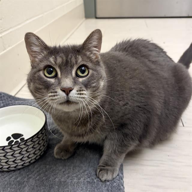 SHELLY, Adoptable, Adult Female Domestic Short Hair.