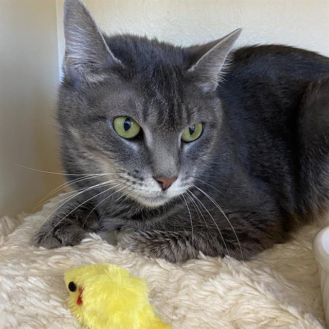 SHELLY, Adoptable, Adult Female Domestic Short Hair.