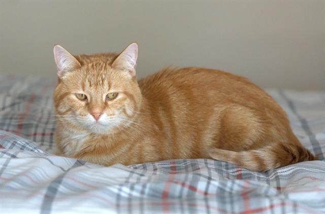 BEAU, Adoptable, Young Male Domestic Short Hair.