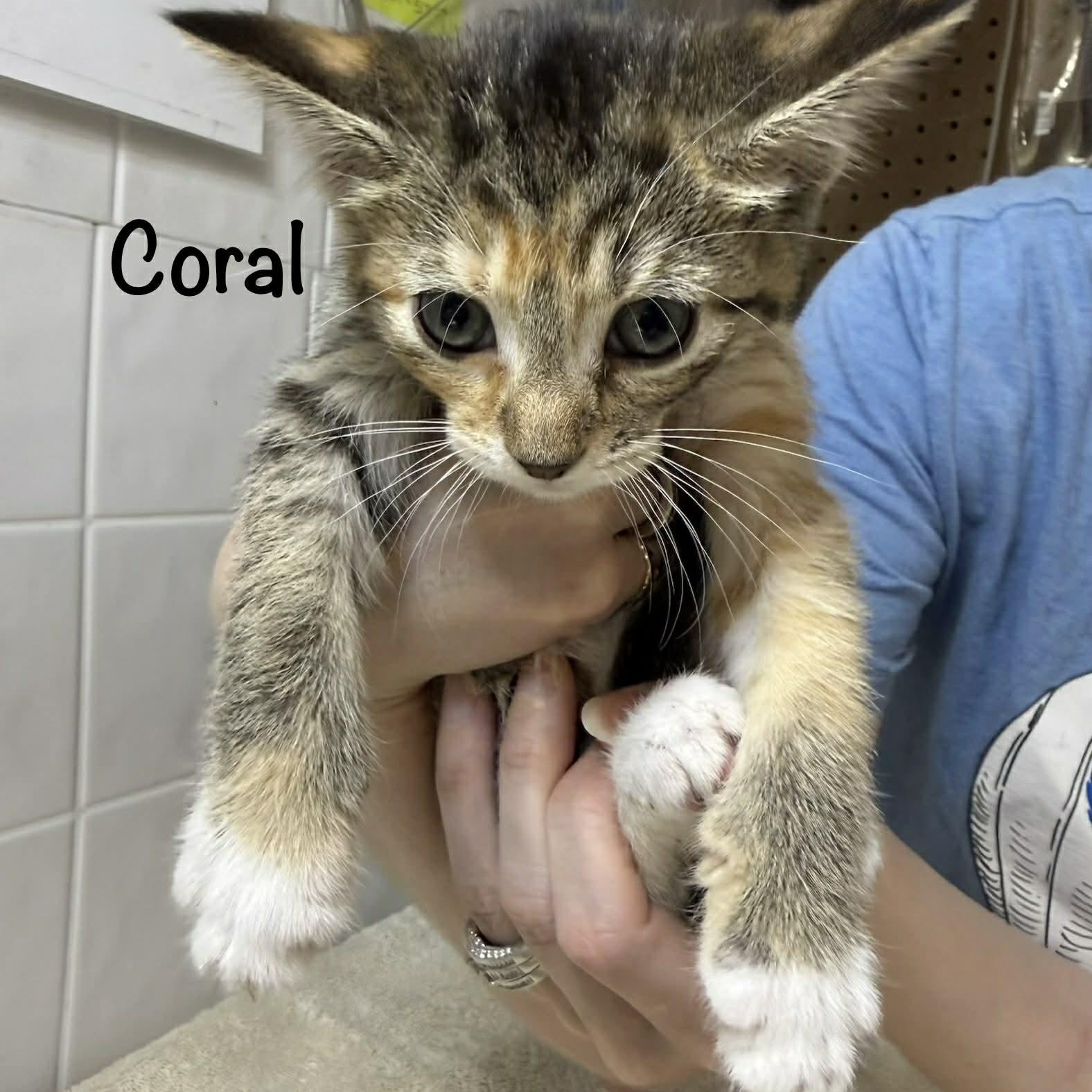 Coral, adopted, Kitten Female Domestic Short Hair.