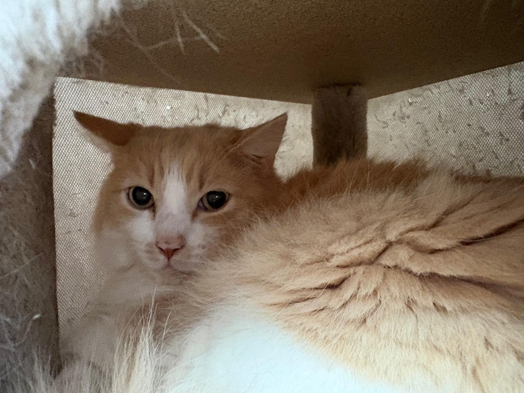 Tuffy, Adoptable, Adult Male Domestic Long Hair.