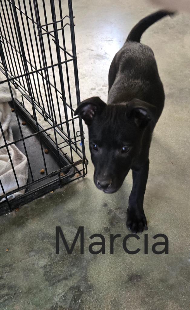 Enlarge Marcia, a Adoptable mixed breed in Junction, TX image 1/4