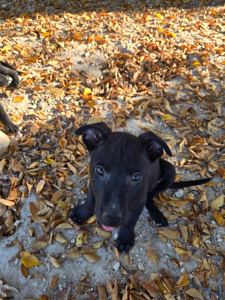 Enlarge Marcia, a Adoptable mixed breed in Junction, TX image 2/4