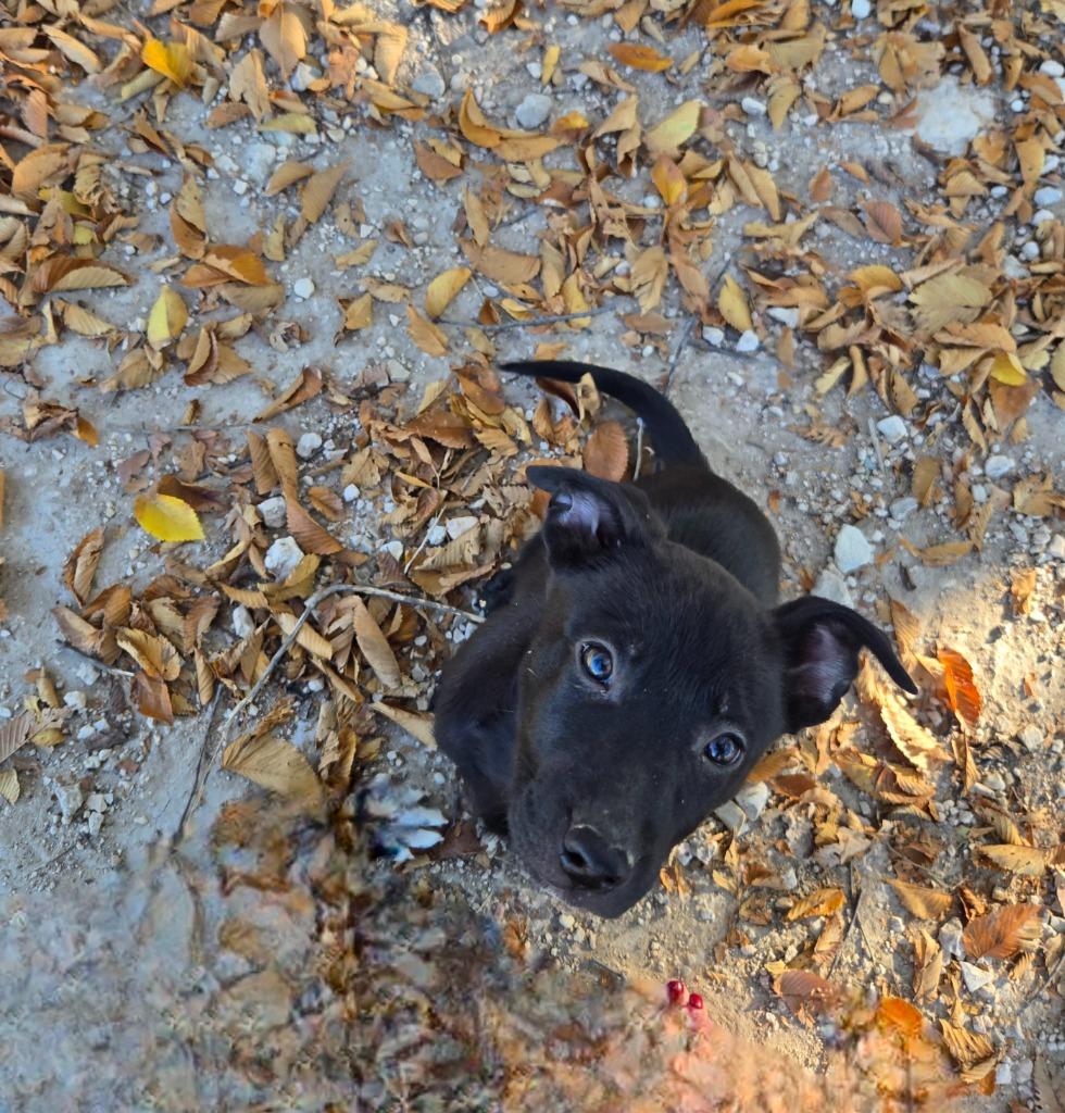 Marcia, Adoptable, Puppy Female Staffordshire Bull Terrier & German Shepherd Dog.