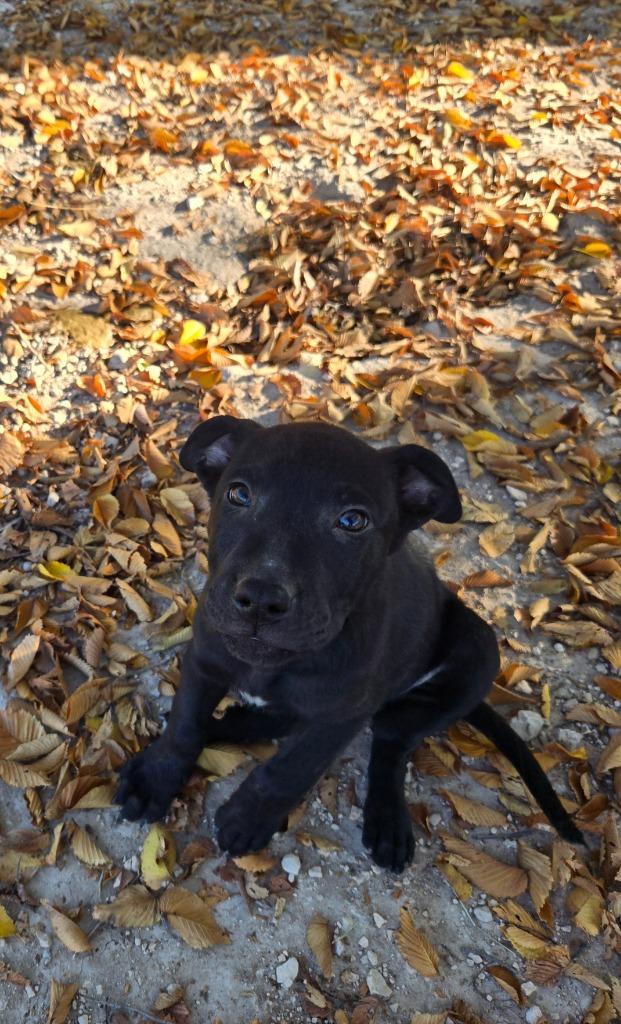 Marcia, a Adoptable mixed breed in Junction, TX image 2/4