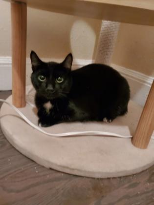 Enlarge Axel (must be adopted with Albie), a Adoptable mixed breed in Hillsboro, OR image 1/1
