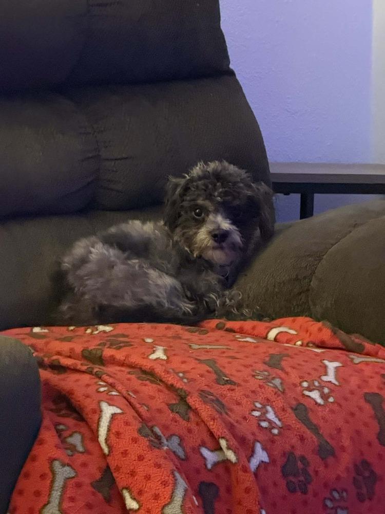 EDWARD, Adoptable, Young Male Poodle & Terrier.