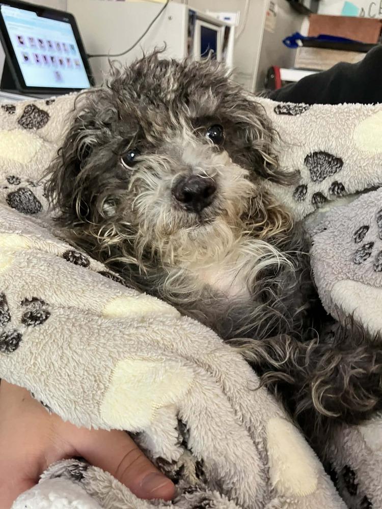 Enlarge EDWARD, a Adoptable mixed breed in Dutton, VA image 2/4