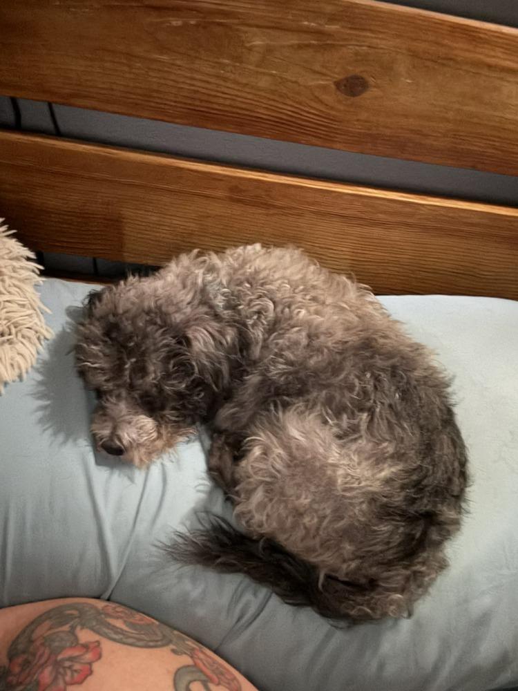 Enlarge EDWARD, a Adoptable mixed breed in Dutton, VA image 3/4