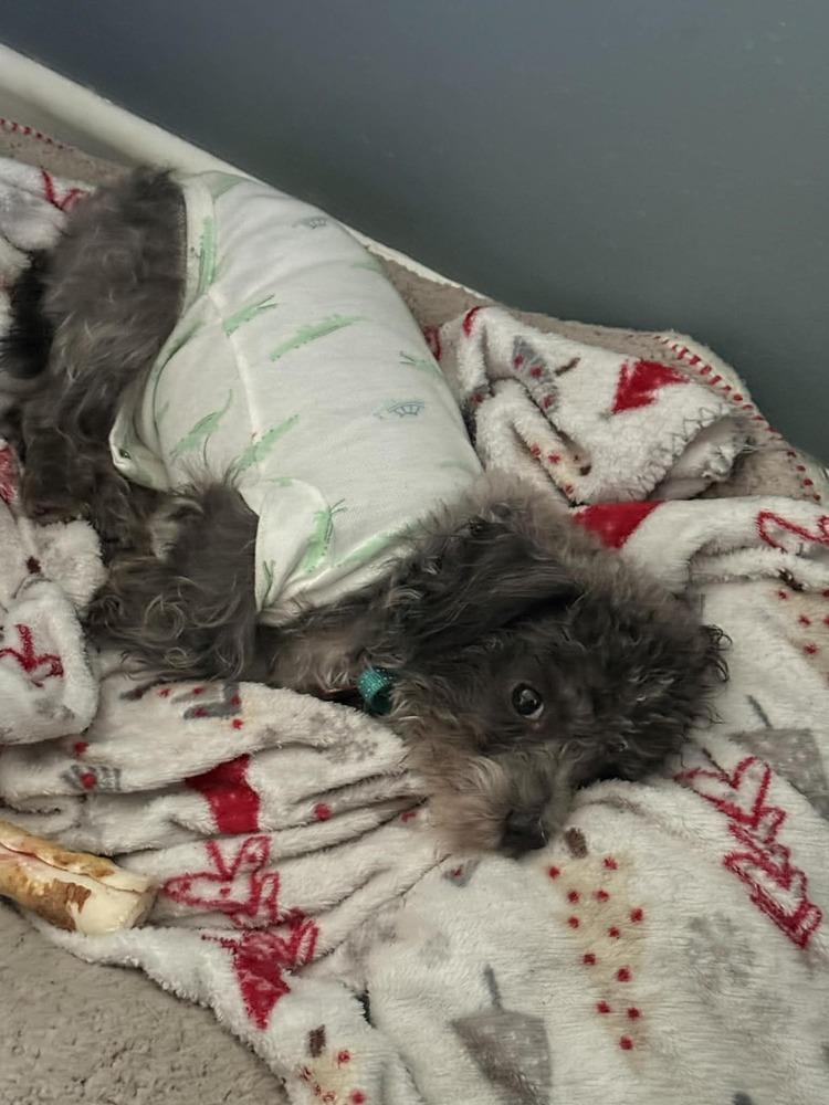 Enlarge EDWARD, a Adoptable mixed breed in Dutton, VA image 4/4