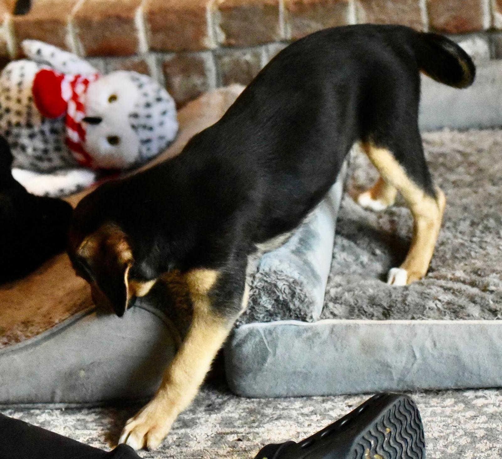 Nora, Adoptable, Puppy Female Labrador Retriever & Shepherd.