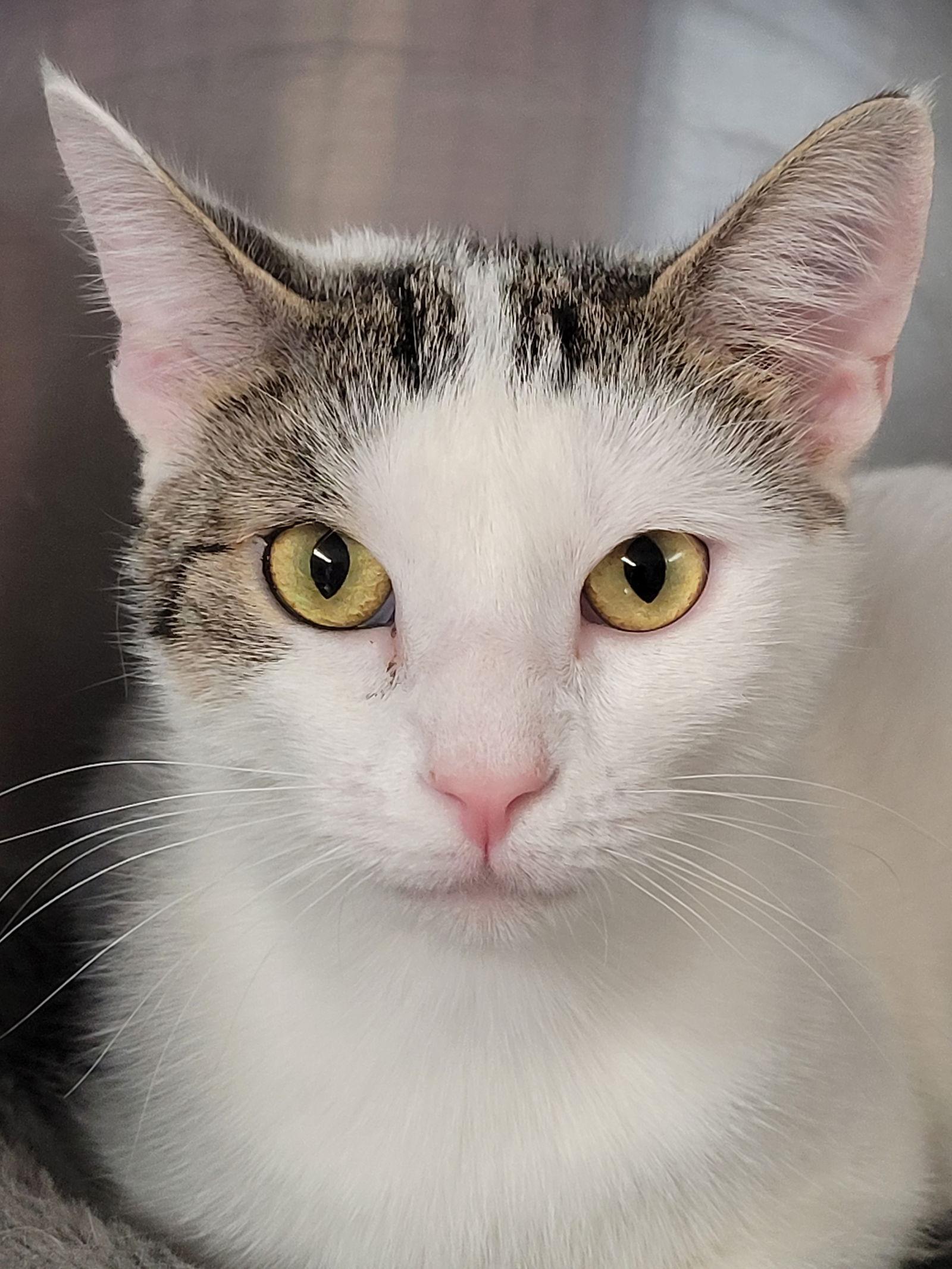 Sally  3 yrs, Adoptable, Adult Female Domestic Short Hair.