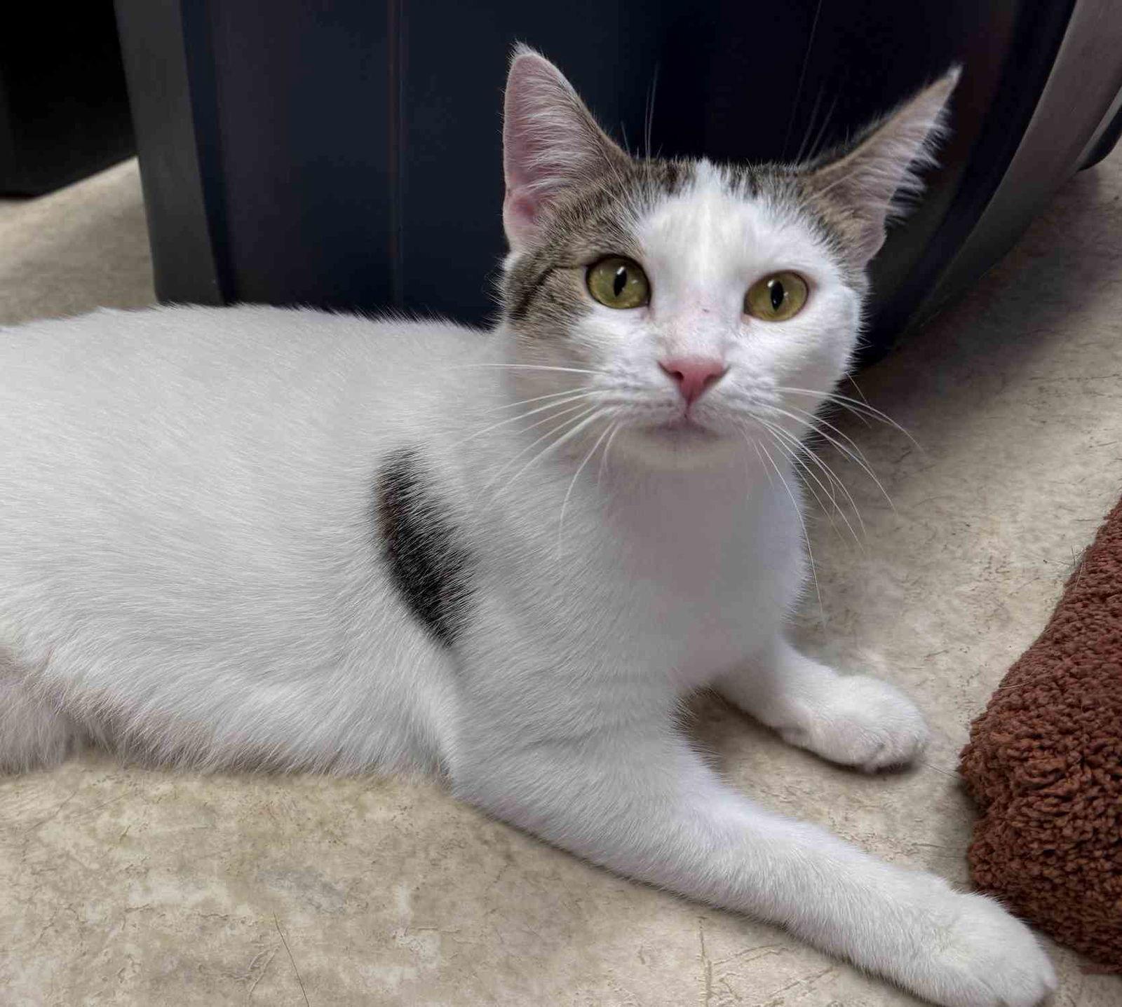 Enlarge Sally  3 yrs, a Adoptable Domestic Short Hair in Sterling, MA image 2/3