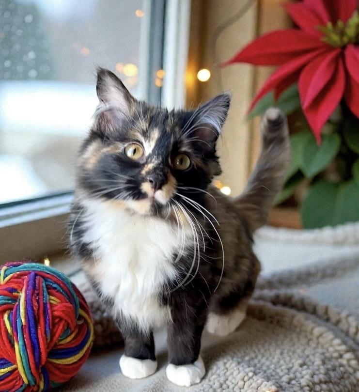 Enlarge Honey KITTEN, a Adoptable Domestic Medium Hair in Perry, IA image 3/4