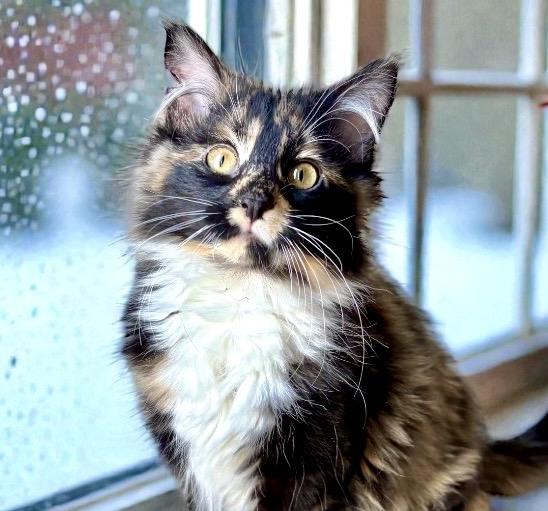 Enlarge Honey KITTEN, a Adoptable Domestic Medium Hair in Perry, IA image 1/4