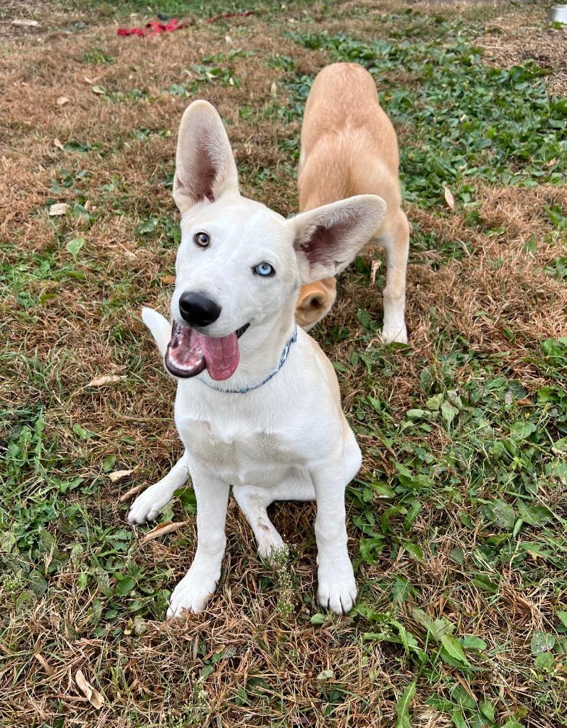 Stone, Adoptable, Young Male Shepherd & Mixed Breed.