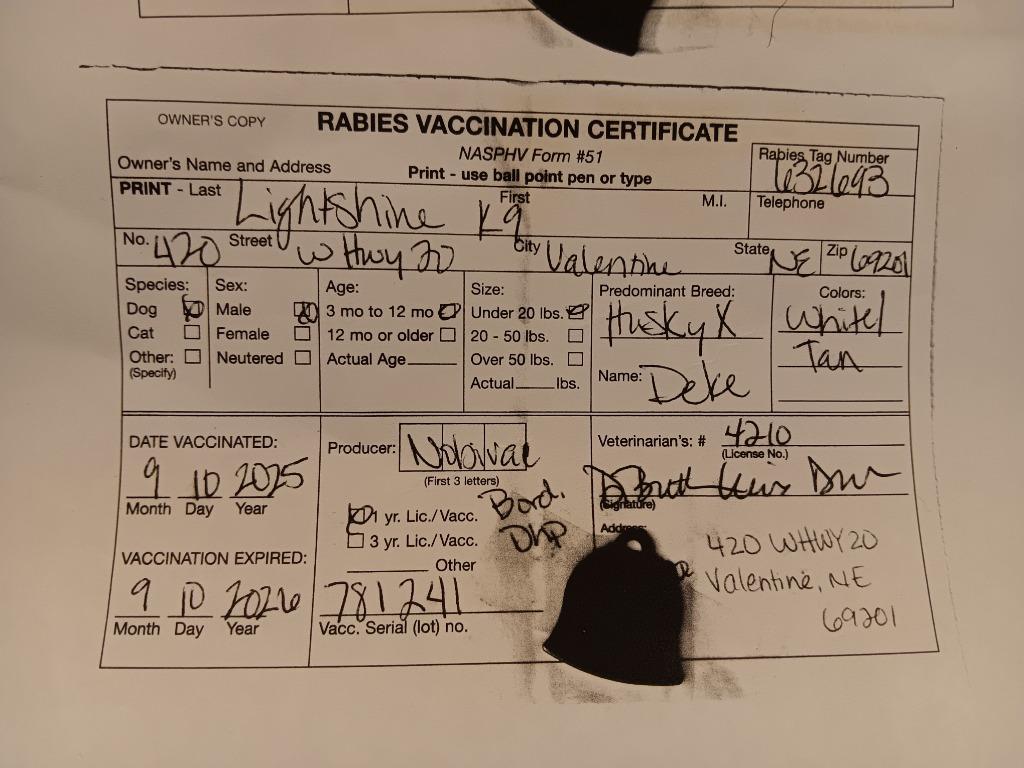 Stone, Adoptable, Young Male Shepherd & Mixed Breed.