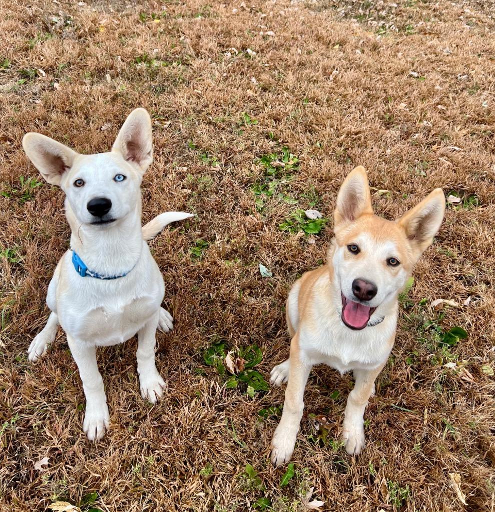 Stone, Adoptable, Young Male Shepherd & Mixed Breed.