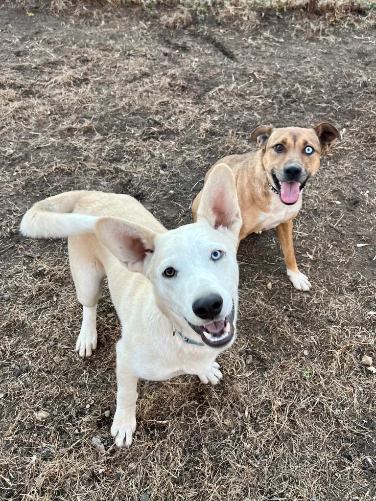 Stone, a Adoptable mixed breed in Saint James, MN image 3/4