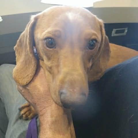 Enlarge Darwin, a ADOPTABLE Dachshund in Boulder, CO image 2/2