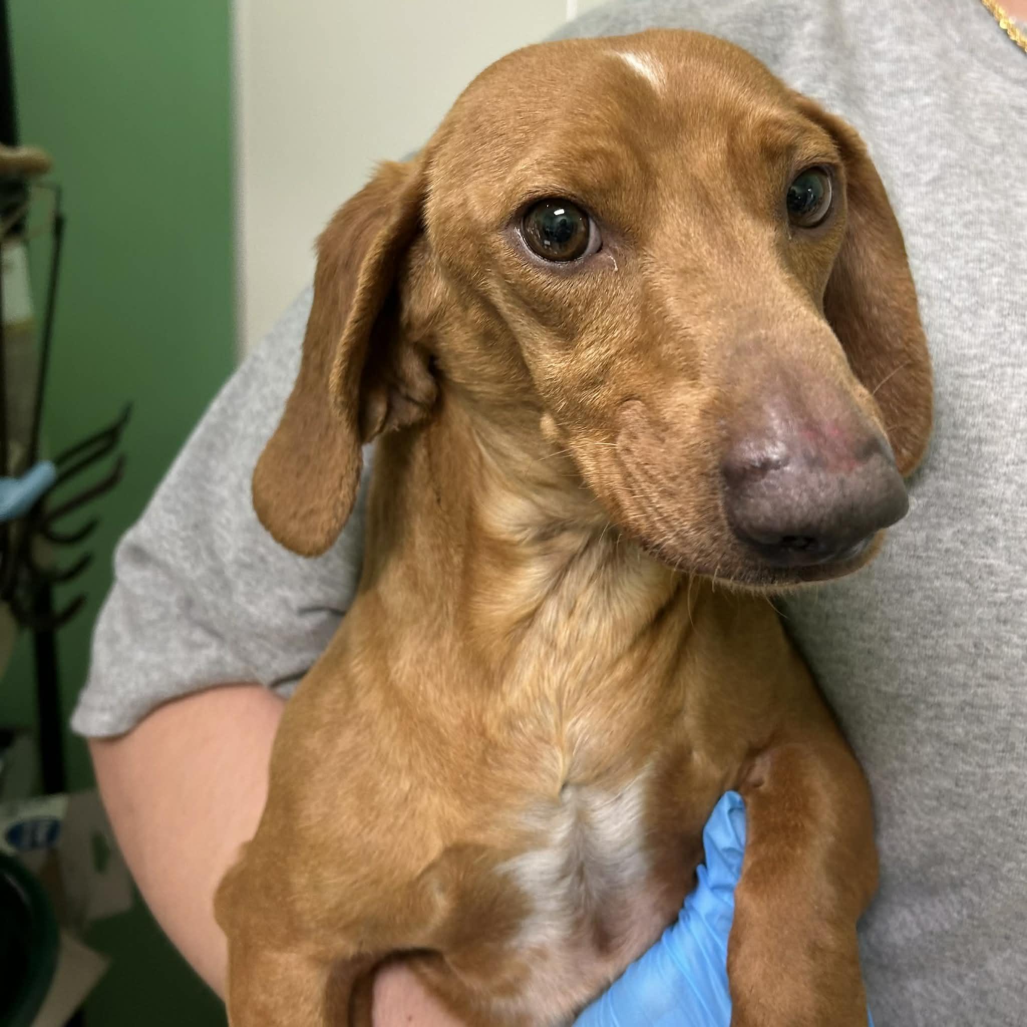Darwin, ADOPTABLE, Young Male Dachshund.