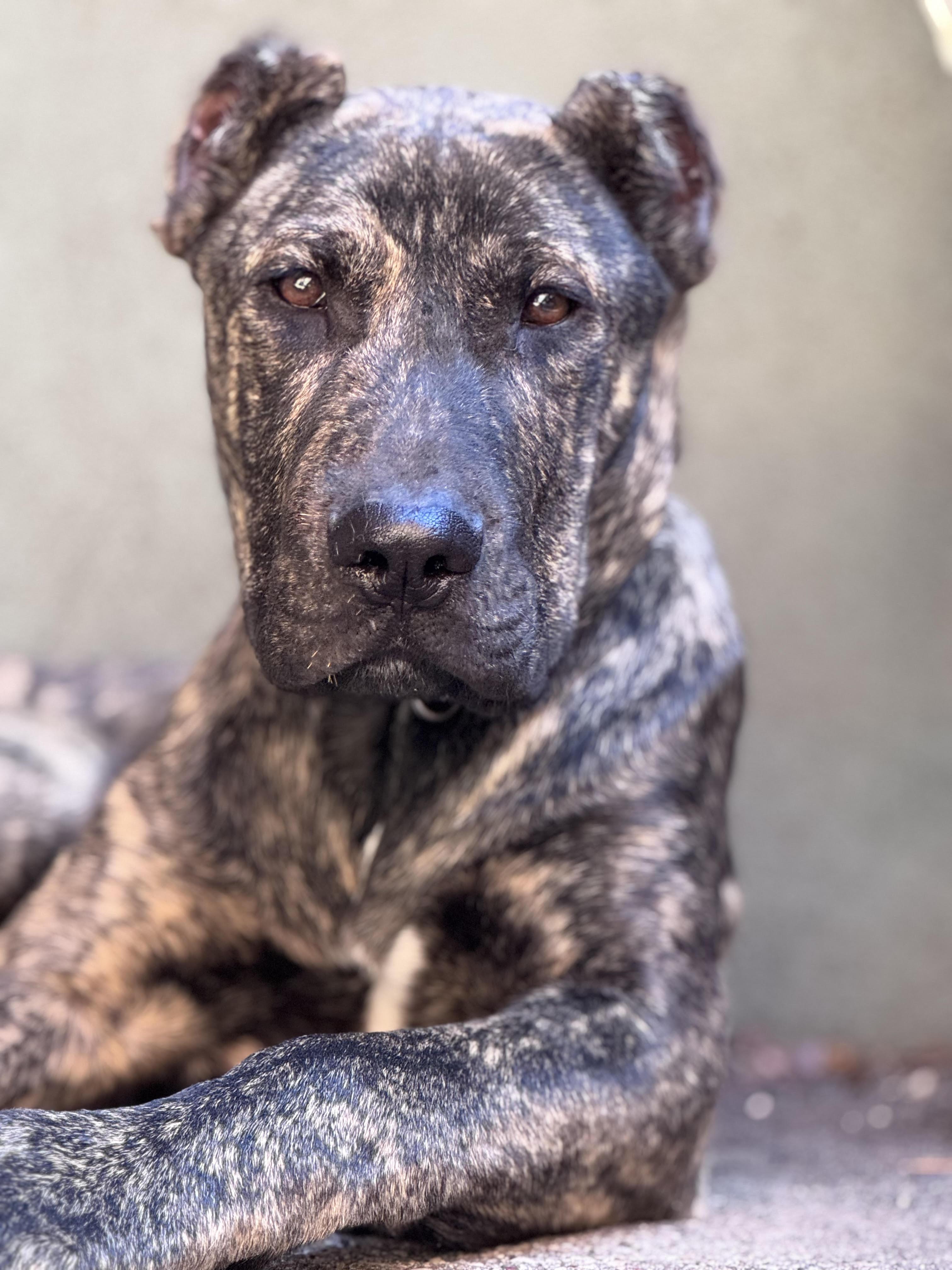 Gumbo, ADOPTABLE, Young Male Mastiff.