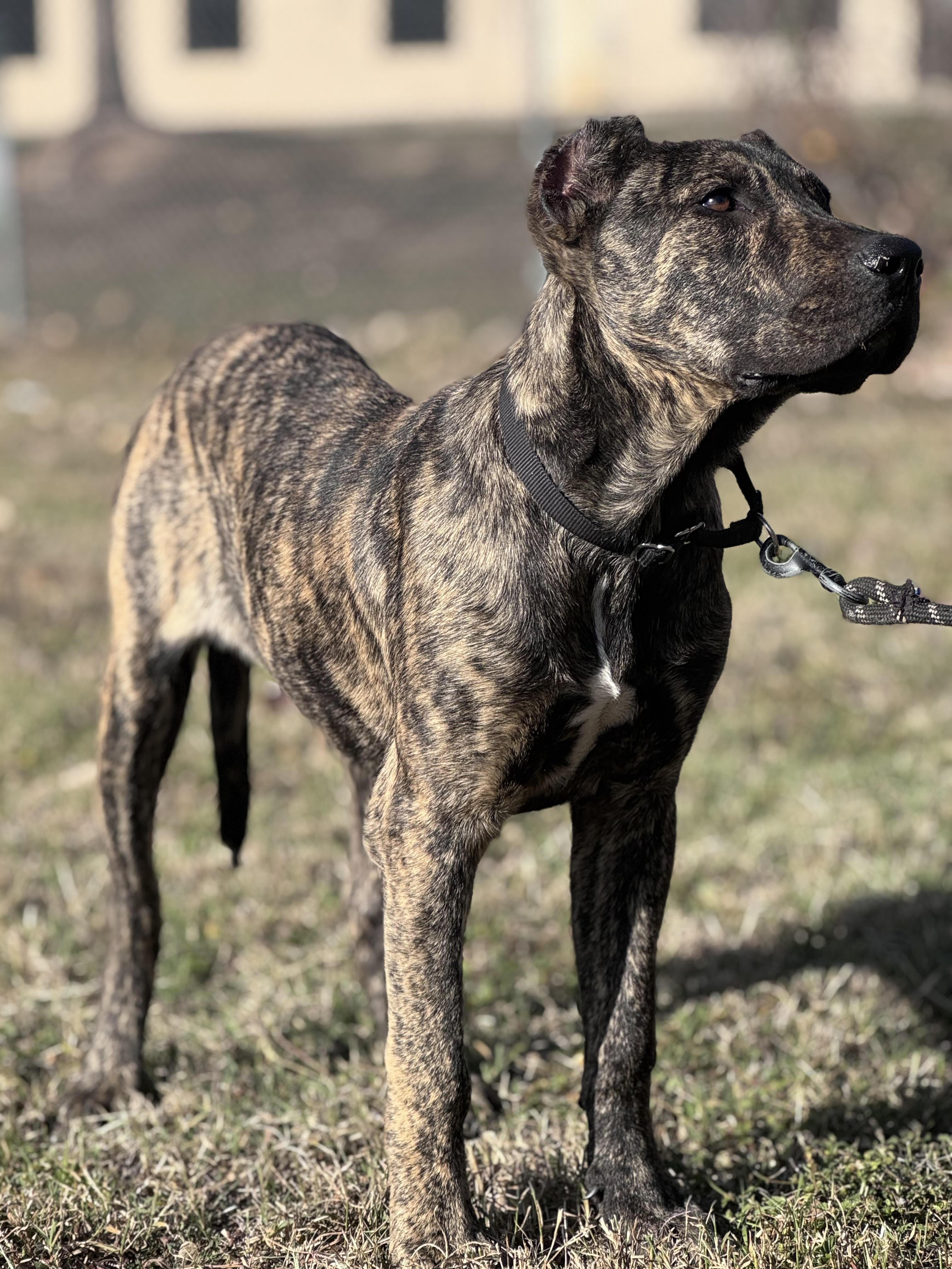 Enlarge Gumbo, a ADOPTABLE mixed breed in Austin, TX image 5/5