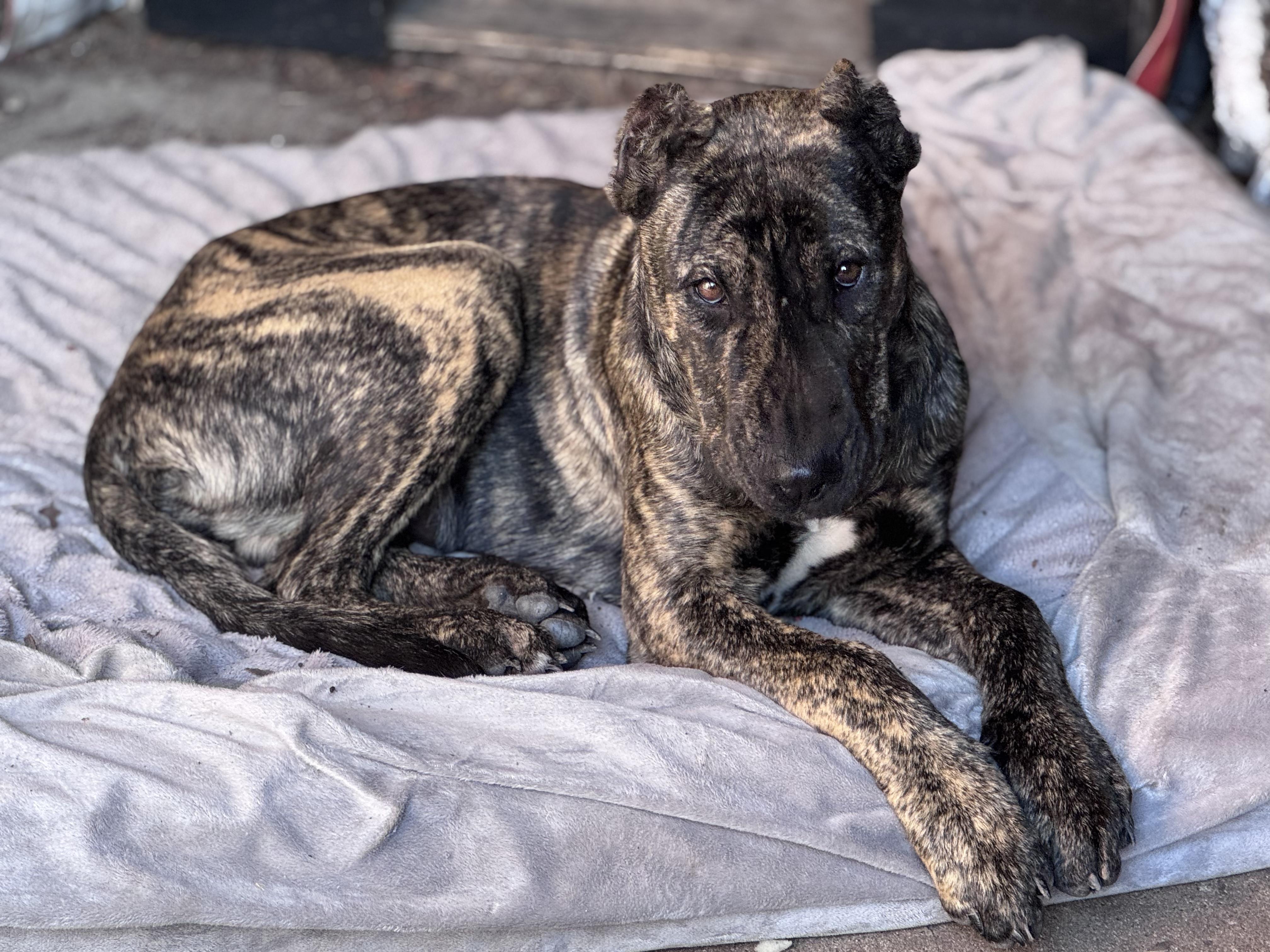 Enlarge Gumbo, a ADOPTABLE mixed breed in Austin, TX image 3/5