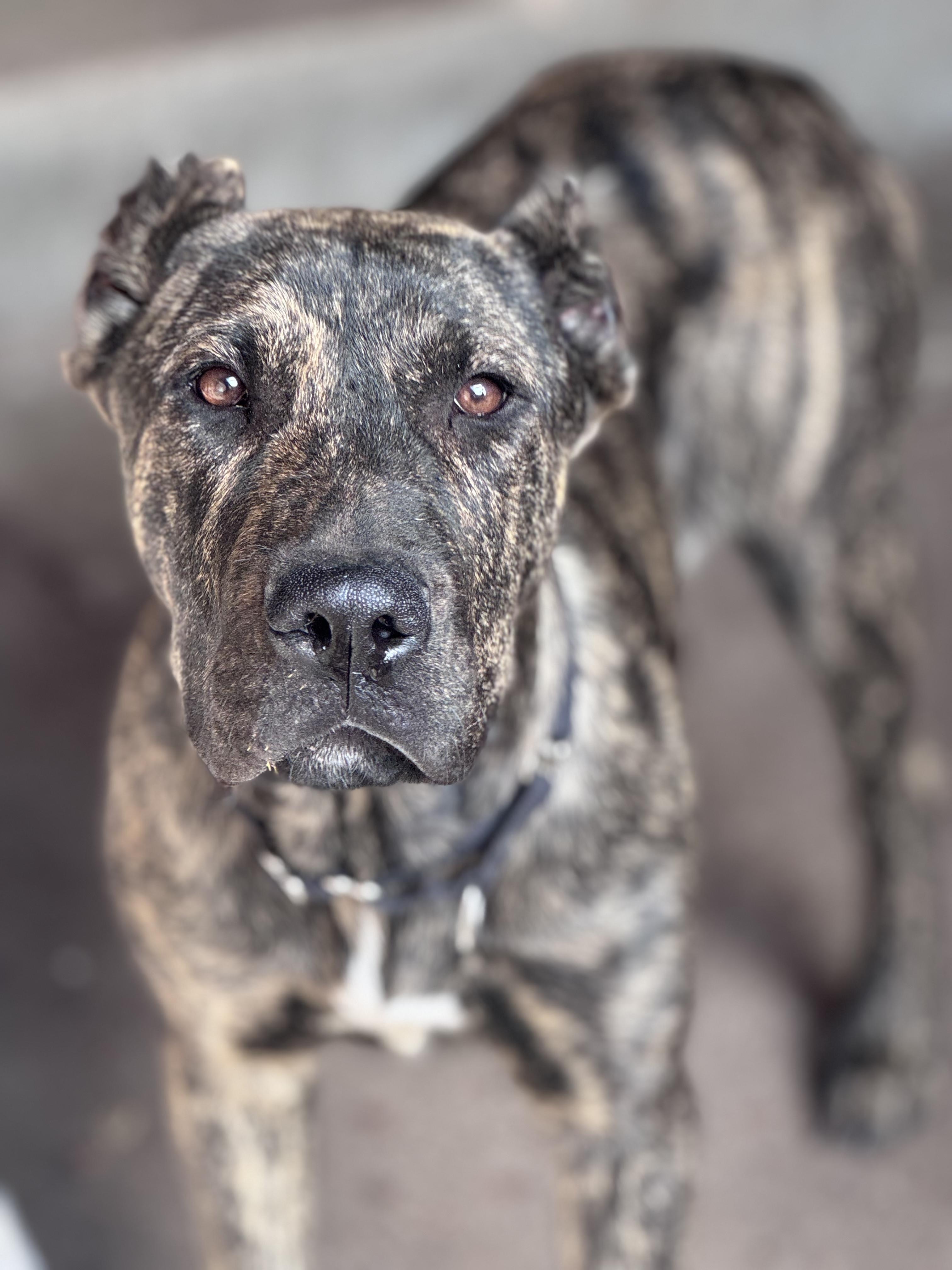 Gumbo, ADOPTABLE, Young Male Mastiff.