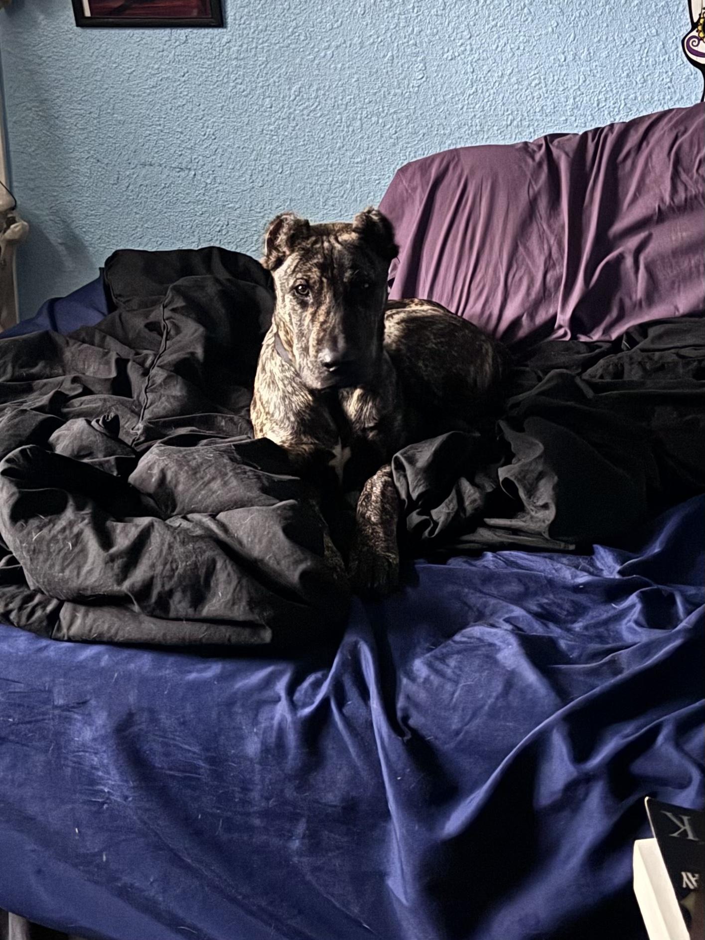 Enlarge Gumbo, a ADOPTABLE mixed breed in Austin, TX image 4/5