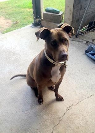 WILLY - never met a stranger, a Adoptable mixed breed in Falmouth, ME image 2/5