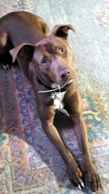 WILLY - never met a stranger, a Adoptable mixed breed in Falmouth, ME image 1/5