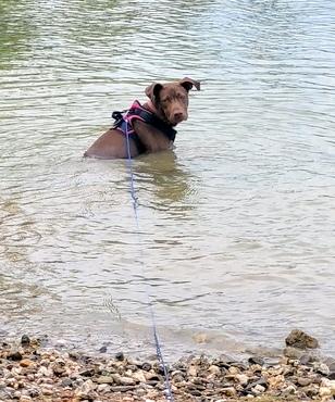 WILLY - never met a stranger, a Adoptable mixed breed in Falmouth, ME image 5/5