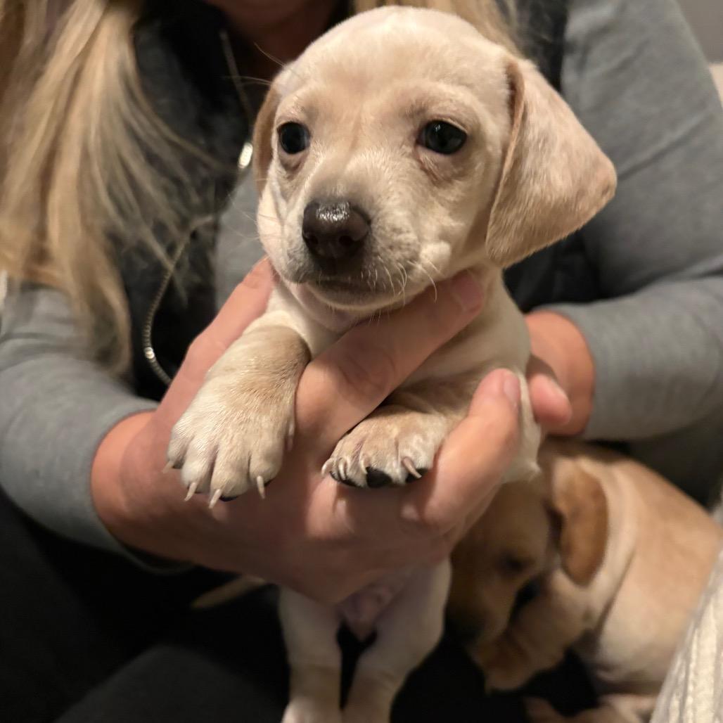 Cayenne , Adoptable, Puppy Male Dachshund.