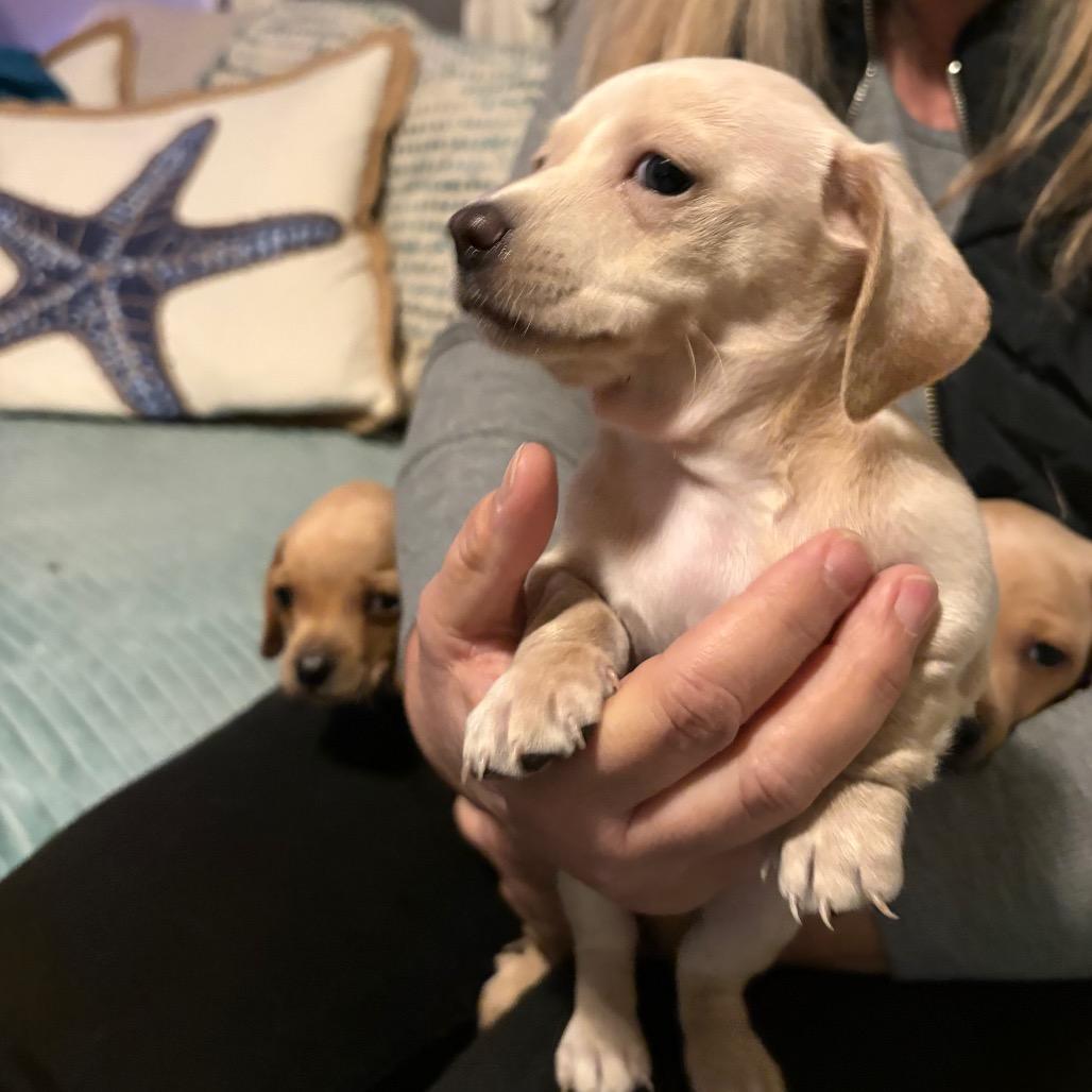 Enlarge Cayenne , a Adoptable Dachshund in Oakland, CA image 6/6