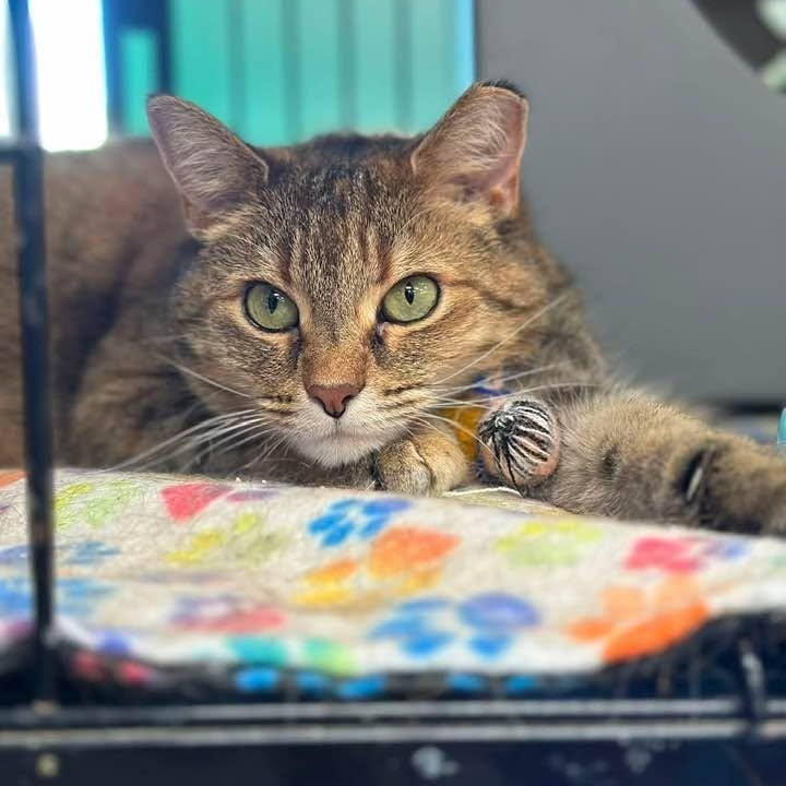 Emily, Adoptable, Adult Female Domestic Short Hair.