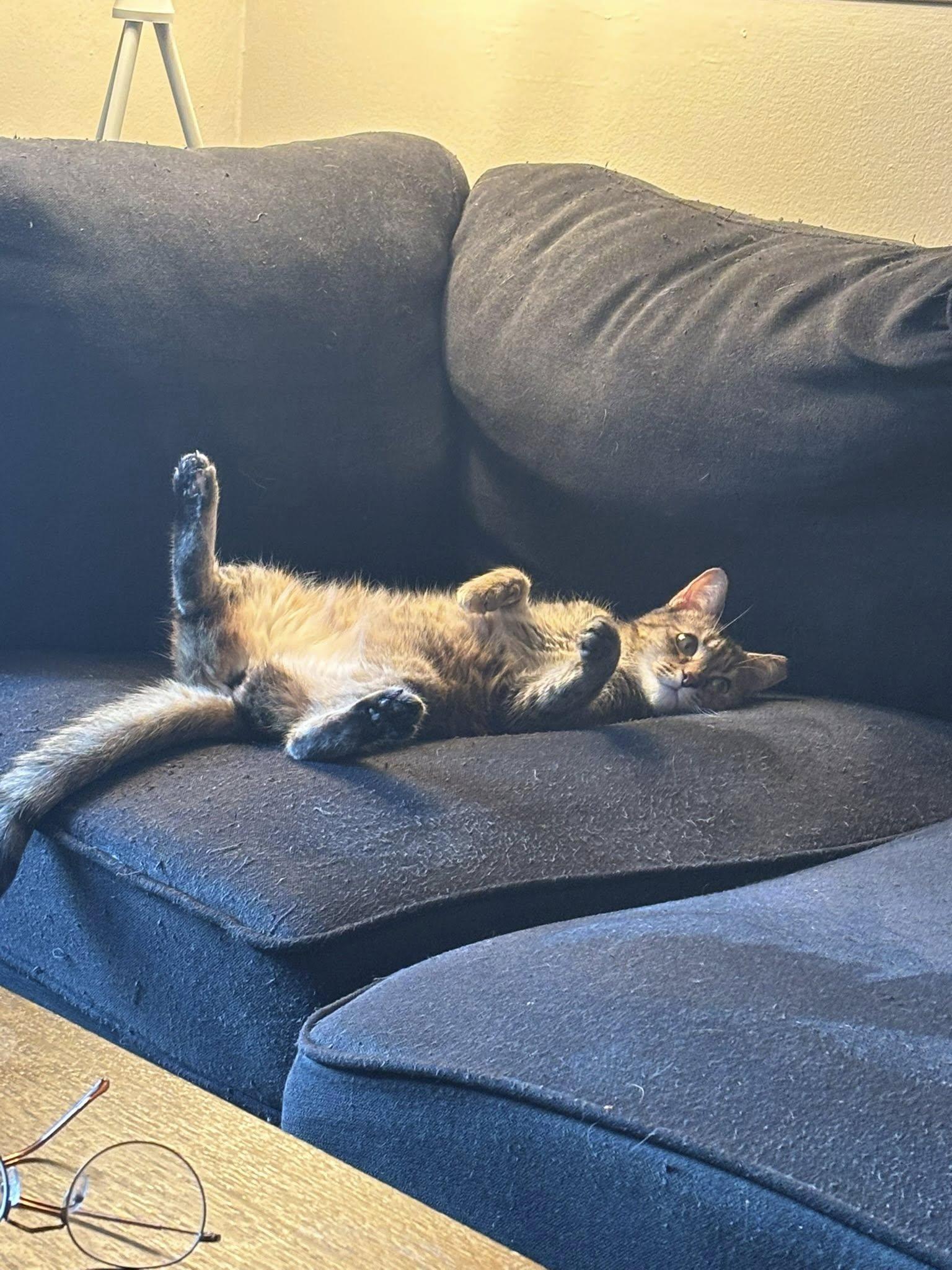 Enlarge Emily, a Adoptable Domestic Short Hair in Cleveland, OH image 2/6