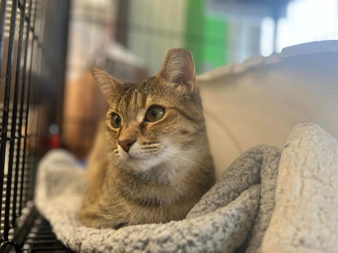 Enlarge Emily, a Adoptable Domestic Short Hair in Cleveland, OH image 4/6